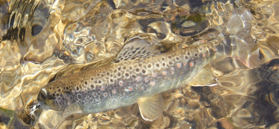 Trout underwater with fly in its mouth